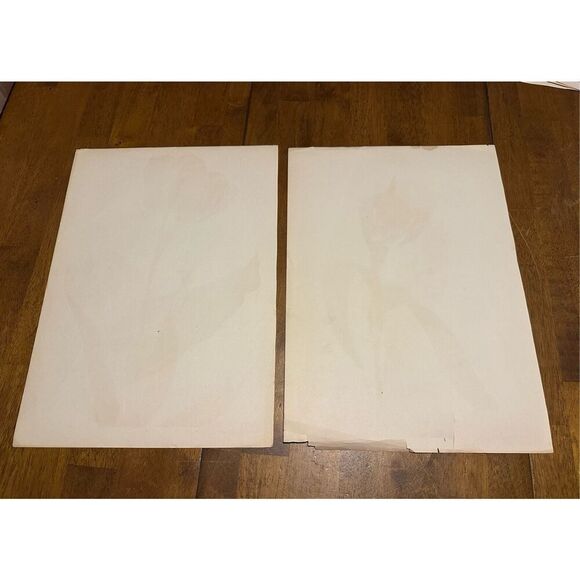 Flowers Drawn by Arlette Davids Text by Princess Bibesco prints Tulips 10x14” - Picture 5 of 9